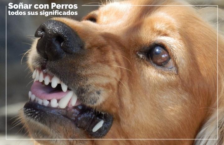 Interpretación de soñar con un perro mordiendo a otra persona ※